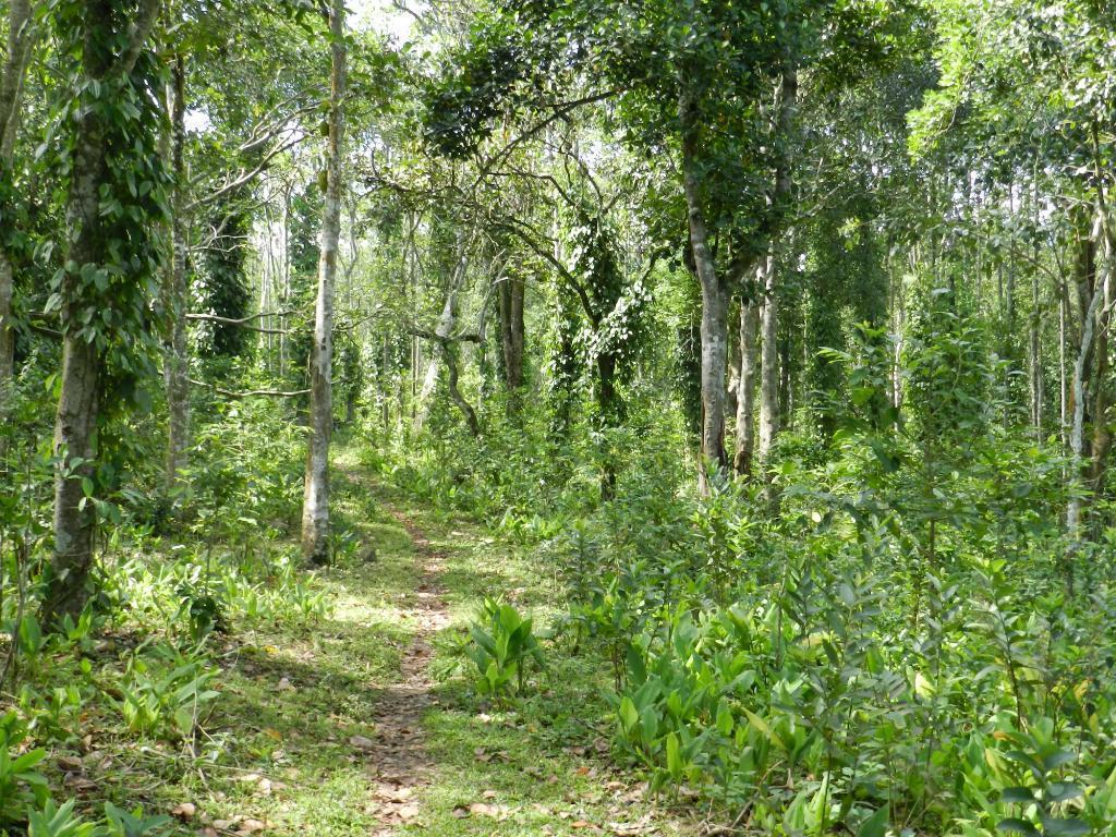 קודאיקנאל Elephant Valley Eco Farm Hotel מראה חיצוני תמונה